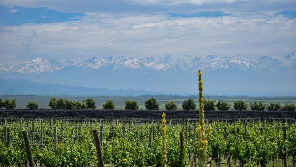 Vinhedos de Tunuyán em Mendoza com a Cordilheira dos Andes ao fundo
