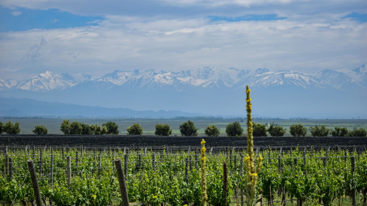 Vinhedos de Tunuyán em Mendoza com a Cordilheira dos Andes ao fundo