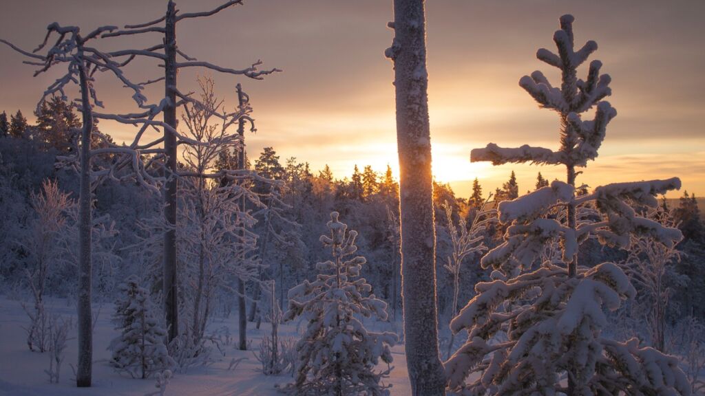 Floresta coberta de neve ao pôr do sol na Lapônia finlandesa