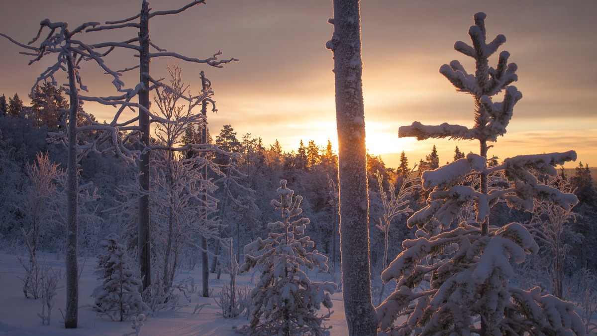 Floresta coberta de neve ao pôr do sol na Lapônia finlandesa